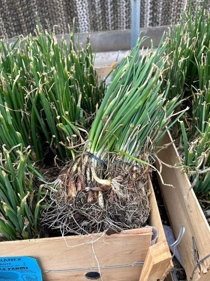 Trusted landscape design for year-round maintenance across Big Spring, TX - Johansen Landscape & Nursery