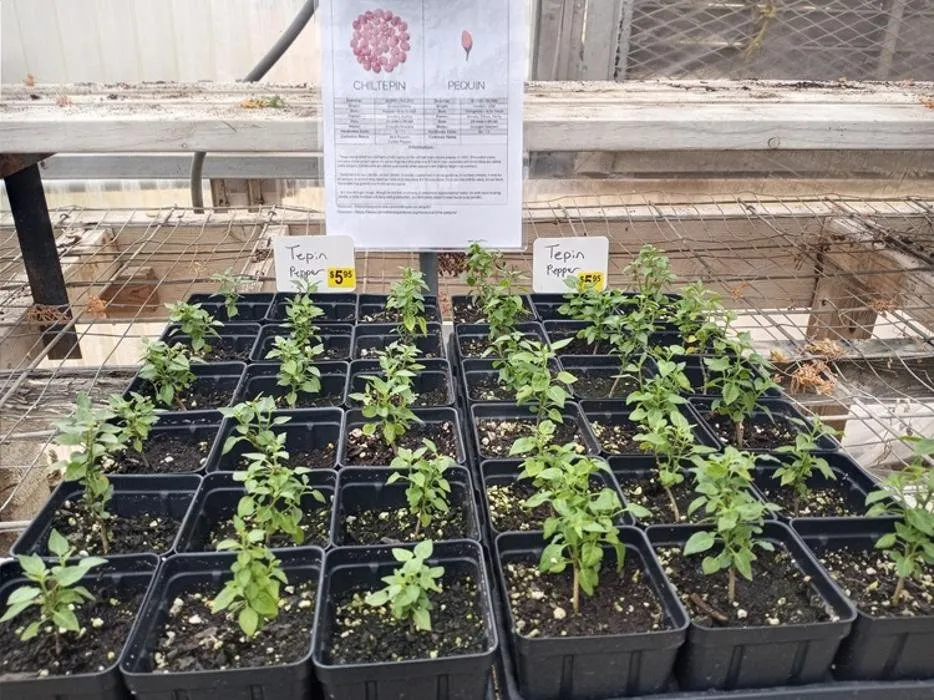 Top-rated garden landscaping experts serving Big Spring, TX - Johansen Landscape & Nursery