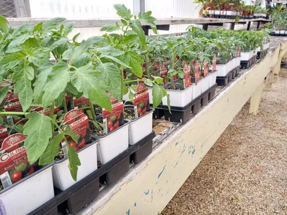 Trusted landscaping services for beautiful yards in Big Spring, TX by Johansen Landscape & Nursery