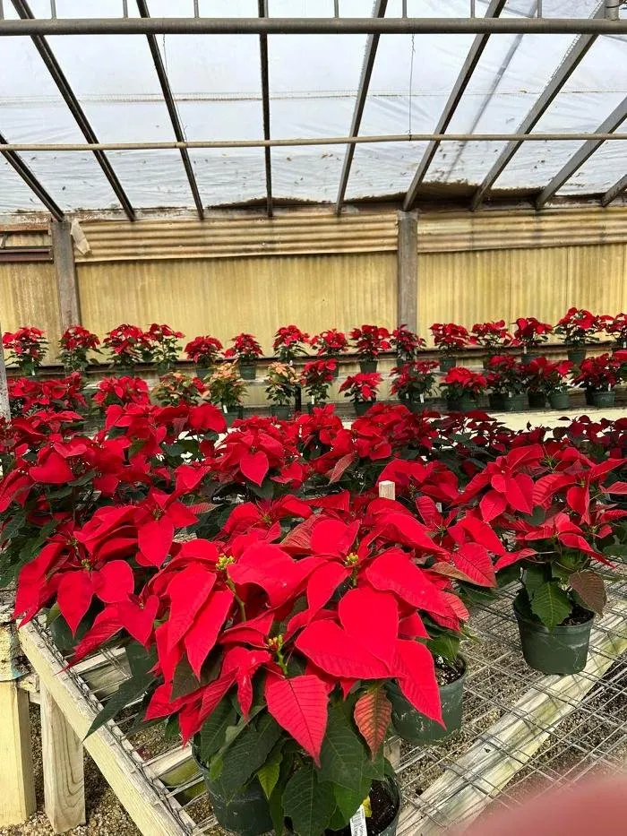 Top-rated residential landscaping in Big Spring, TX - Johansen Landscape & Nursery