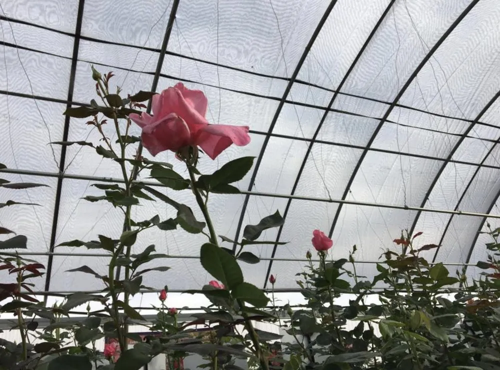 Professional garden landscaping in Big Spring, TX by Johansen Landscape & Nursery