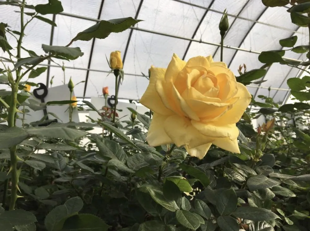 Expert landscape installation near you across Big Spring, TX - Johansen Landscape & Nursery