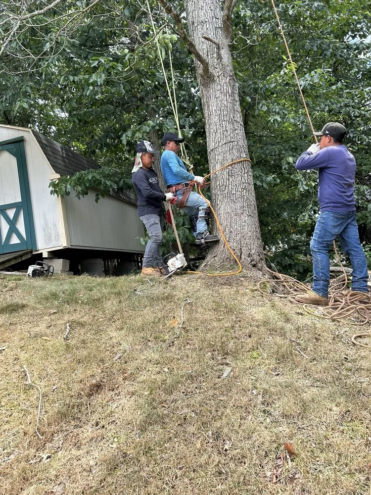 Professional landscape installation for year-round maintenance across Manassas, VA - John Allen Tree And Landscaping