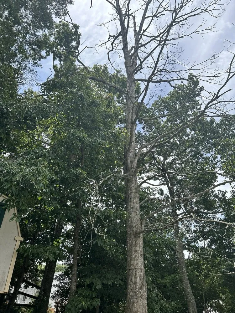 Custom lawn care service in Manassas, VA - John Allen Tree And Landscaping