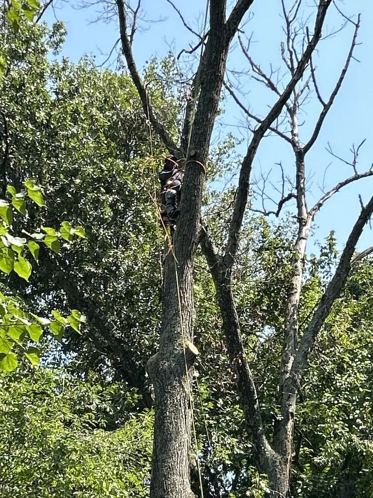 Custom yard maintenance for homes in Manassas, VA by John Allen Tree And Landscaping