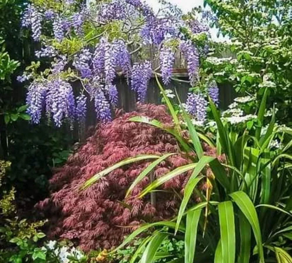 Local residential landscaping experts serving Comfort, TX - John B Molinari Landscape Construction