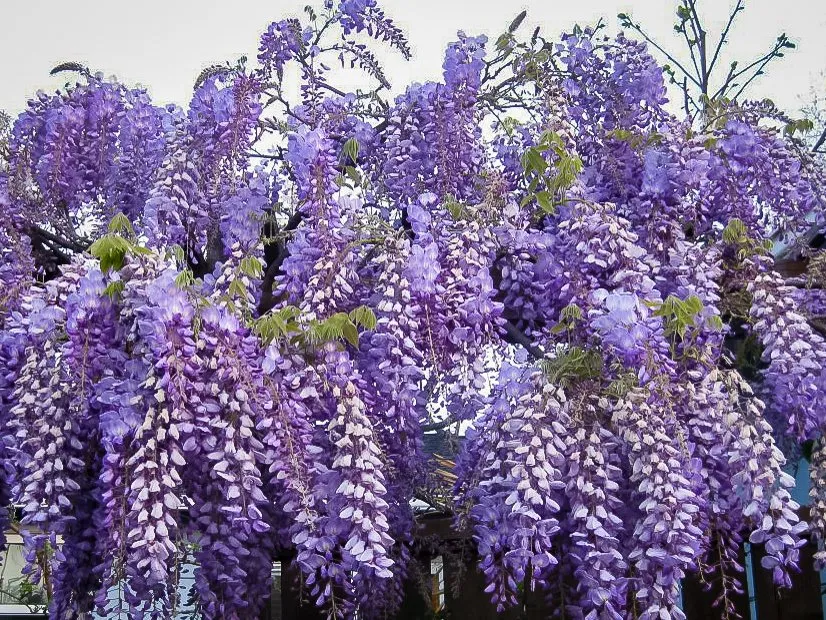 Affordable lawn mowing service in Redwood City, CA - John B Molinari Landscape Construction