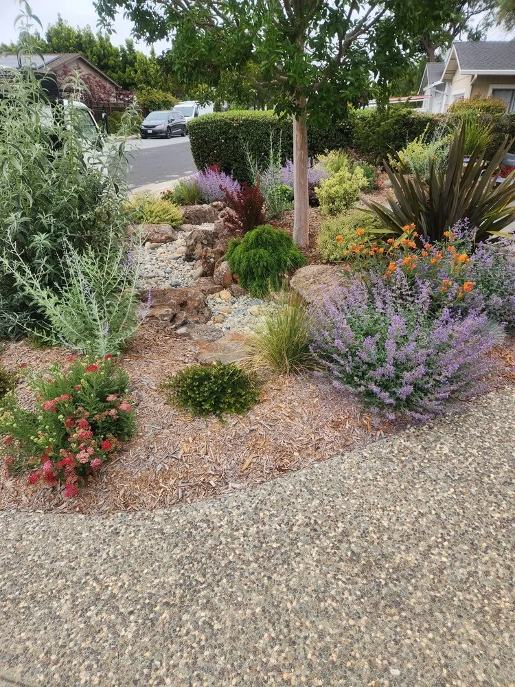 Professional lawn care service for residential properties across Redwood City, CA - John B Molinari Landscape Construction