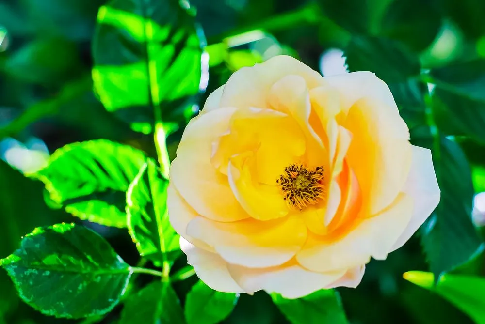 Affordable landscape design for year-round maintenance across Redwood City, CA - John B Molinari Landscape Construction