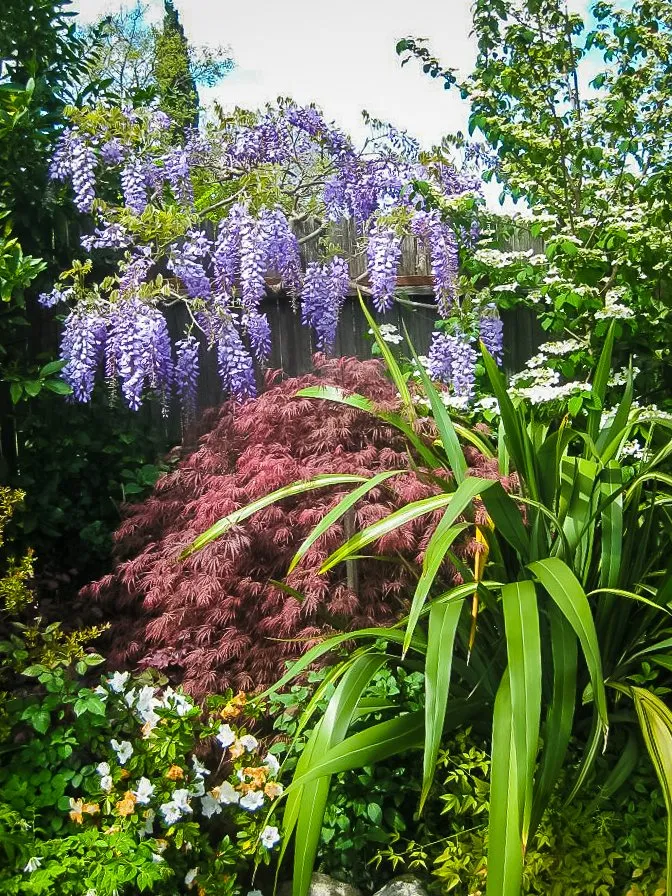 Affordable garden landscaping for year-round maintenance in Redwood City, CA by John B Molinari Landscape Construction