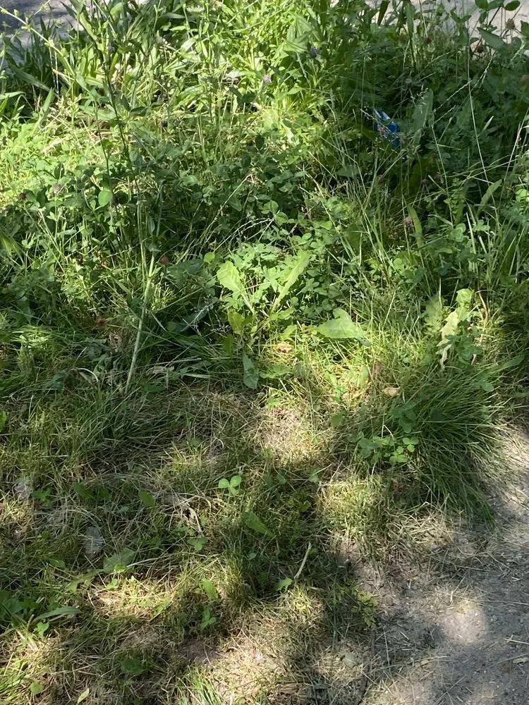 Top-rated lawn care service for homes across Racine, WI - John Boyz Lawncare & Moving