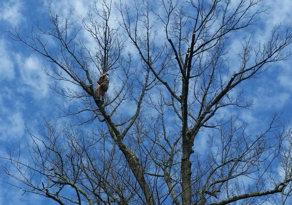 Affordable outdoor landscaping in Pipersville, PA - John Kirlew Tree Service