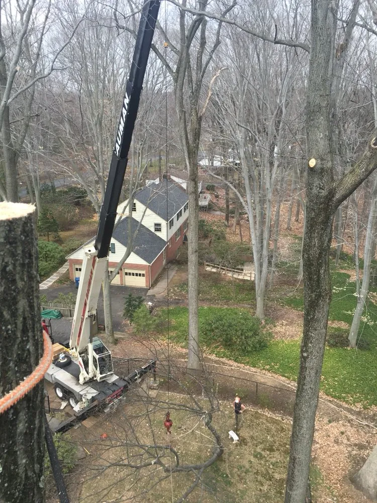 Top-rated yard cleanup service for homes across Pipersville, PA - John Kirlew Tree Service