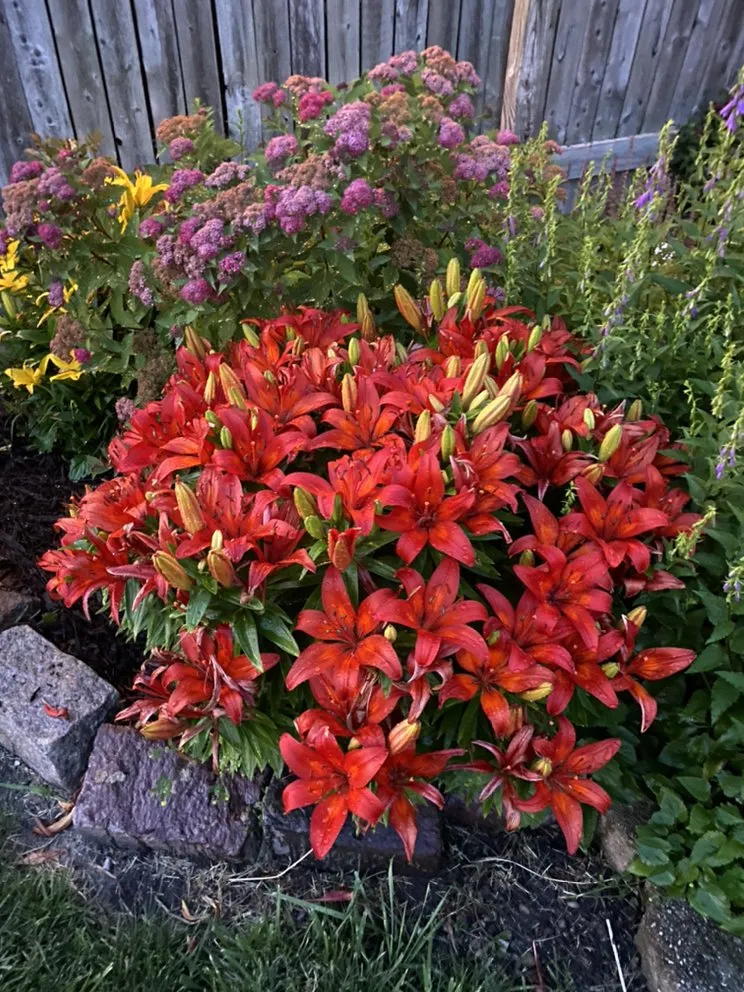 Custom lawn care service near you in Berwyn, IL by John Krohn complete lawncare and snow services