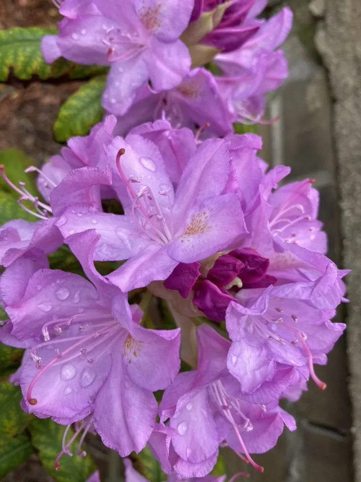 Custom yard cleanup service for homes in Berwyn, IL by John Krohn complete lawncare and snow services