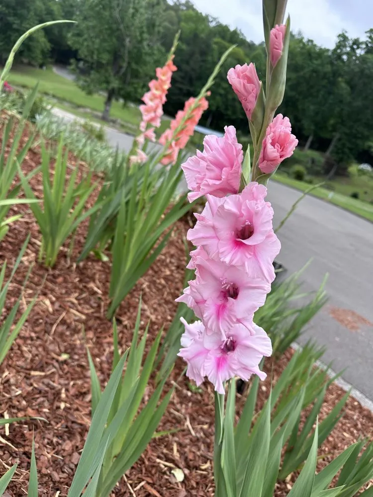 Affordable landscape design for year-round maintenance across Duncanville, AL - John Lawn and Garden Service