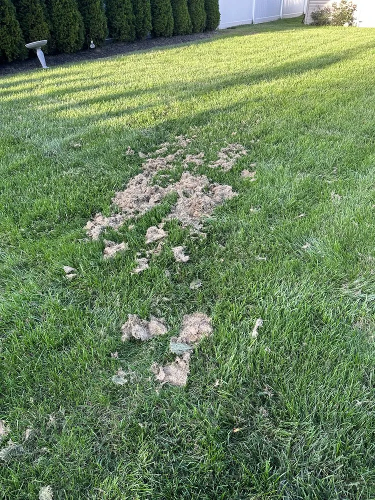 Expert yard cleanup service experts serving Morganville, NJ - John McEvoy Lawn Maintenance