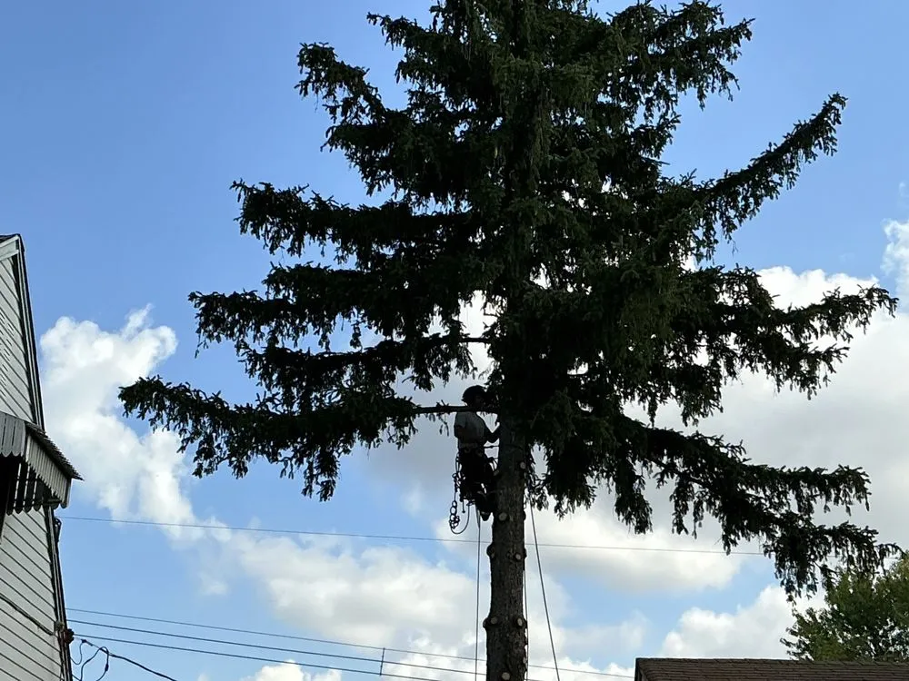 Reliable landscaping services for homes across Newportville, PA - John Pond’s Tree Service