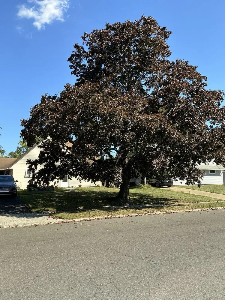 Top-rated lawn care service experts serving Newportville, PA - John Pond’s Tree Service
