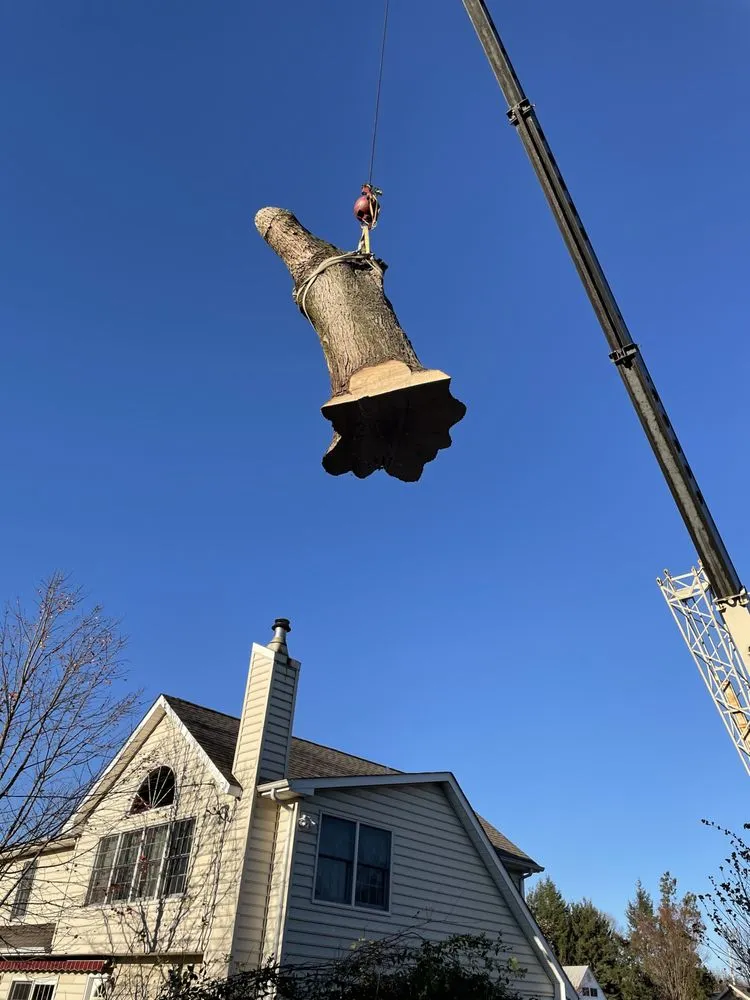Expert yard maintenance experts serving Newportville, PA - John Pond’s Tree Service
