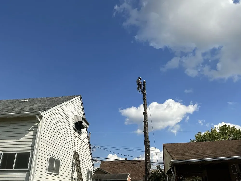 Local yard maintenance in Newportville, PA - John Pond’s Tree Service