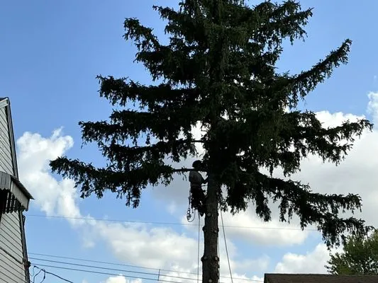 John Pond’s Tree Service Logo