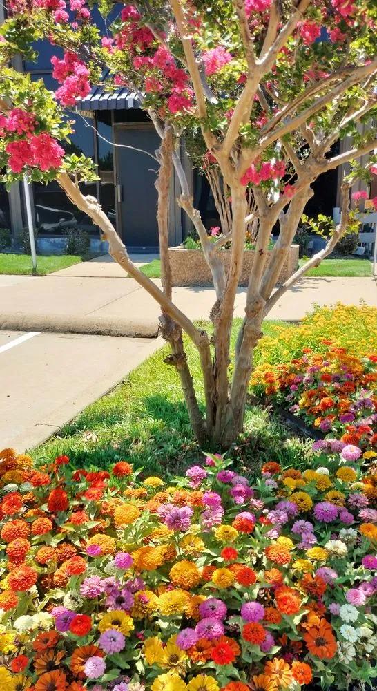 Local yard cleanup service in Dallas, TX - John R Ross Company