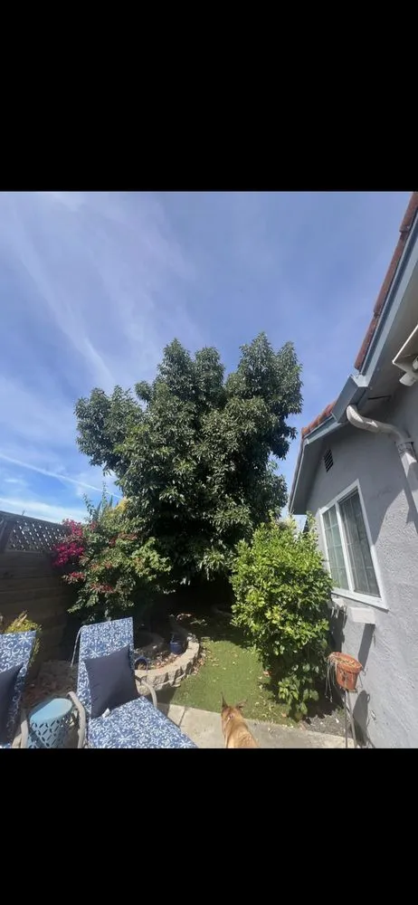 Expert yard cleanup service for homes across Tracy, CA - John’ S Landscape