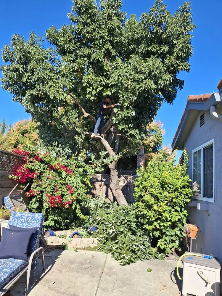 Professional yard maintenance for residential properties across Tracy, CA - John’ S Landscape