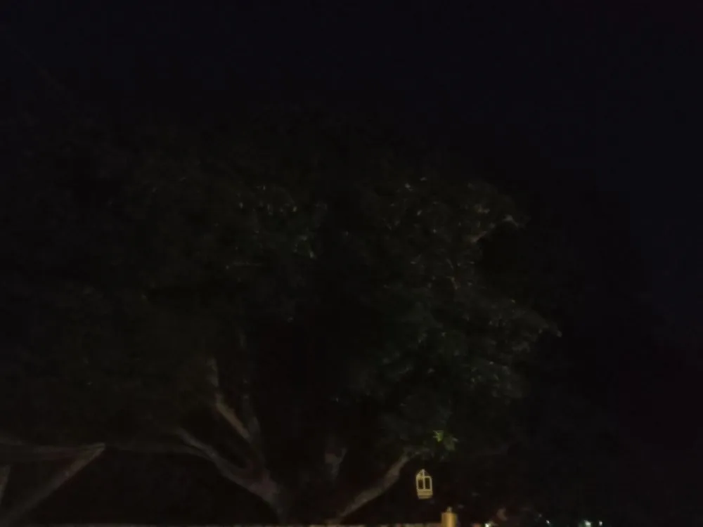 Top-rated lawn care service in Boca Raton, FL by John Samples Landscaping Pro And Go