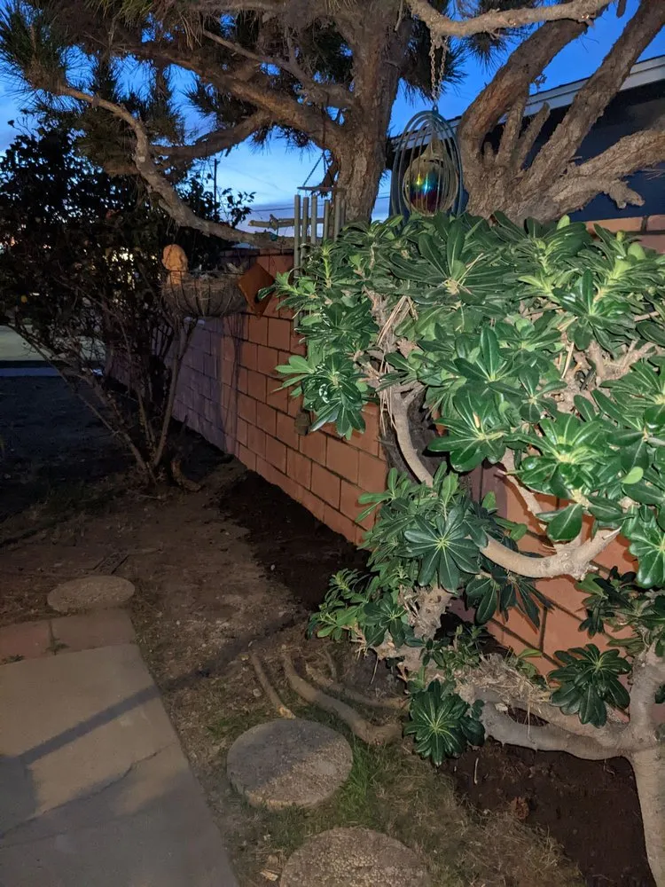 Affordable lawn mowing service in Fountain Valley, CA by John Takapu