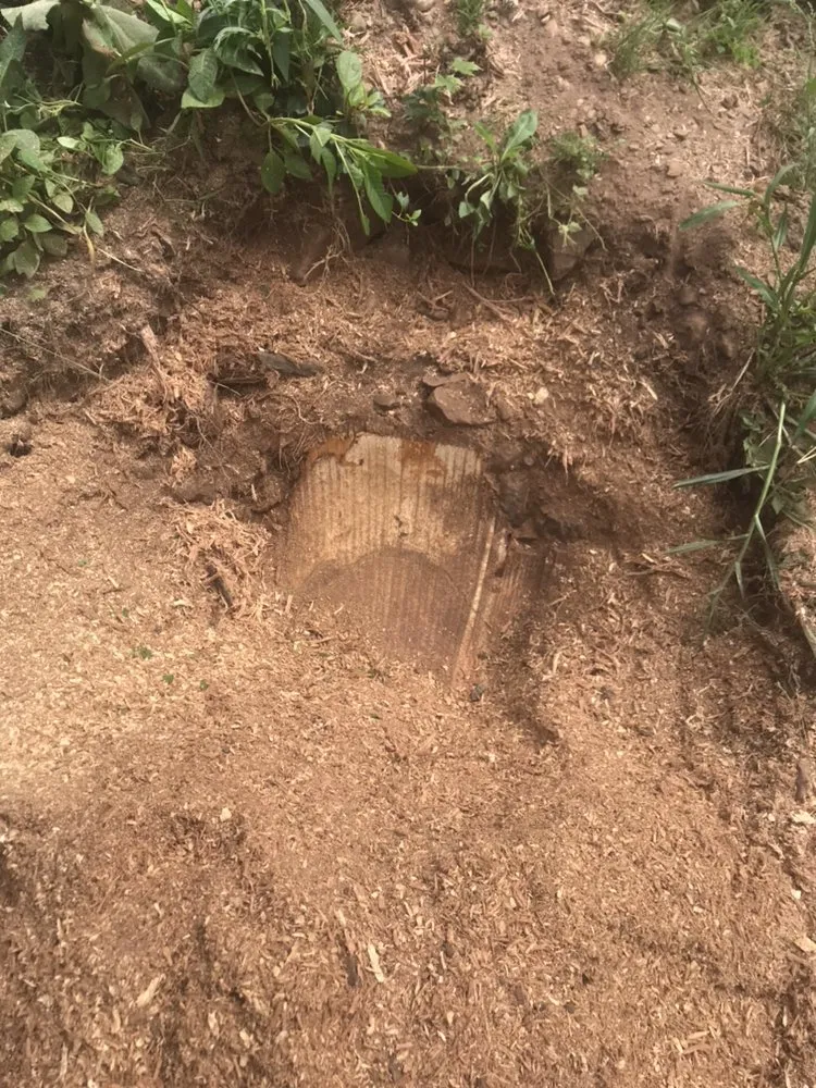 Expert yard cleanup service in Bristol, CT - Johnie B's Stump Grinding