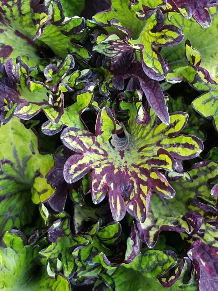 Local landscape installation in Casper, WY - Johnny Appleseed