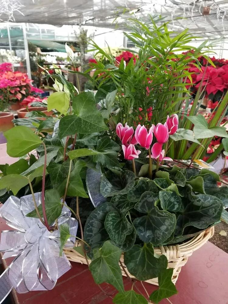 Professional garden landscaping for year-round maintenance in Casper, WY by Johnny Appleseed