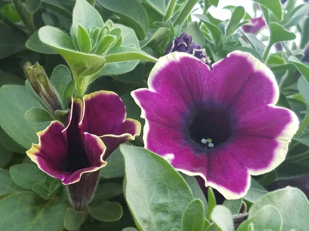 Top-rated yard cleanup service for homes in Casper, WY by Johnny Appleseed