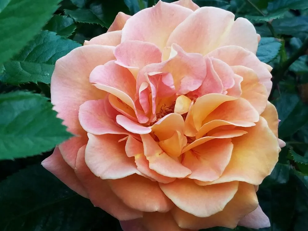 Reliable lawn care service in Casper, WY by Johnny Appleseed