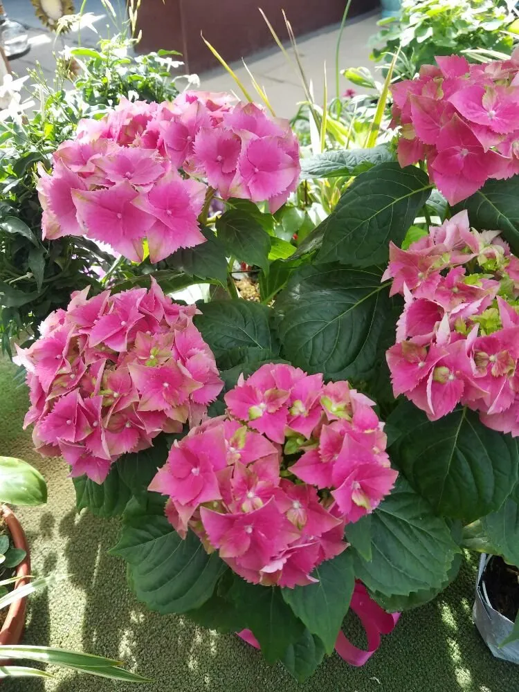 Top-rated landscape design experts serving Casper, WY - Johnny Appleseed