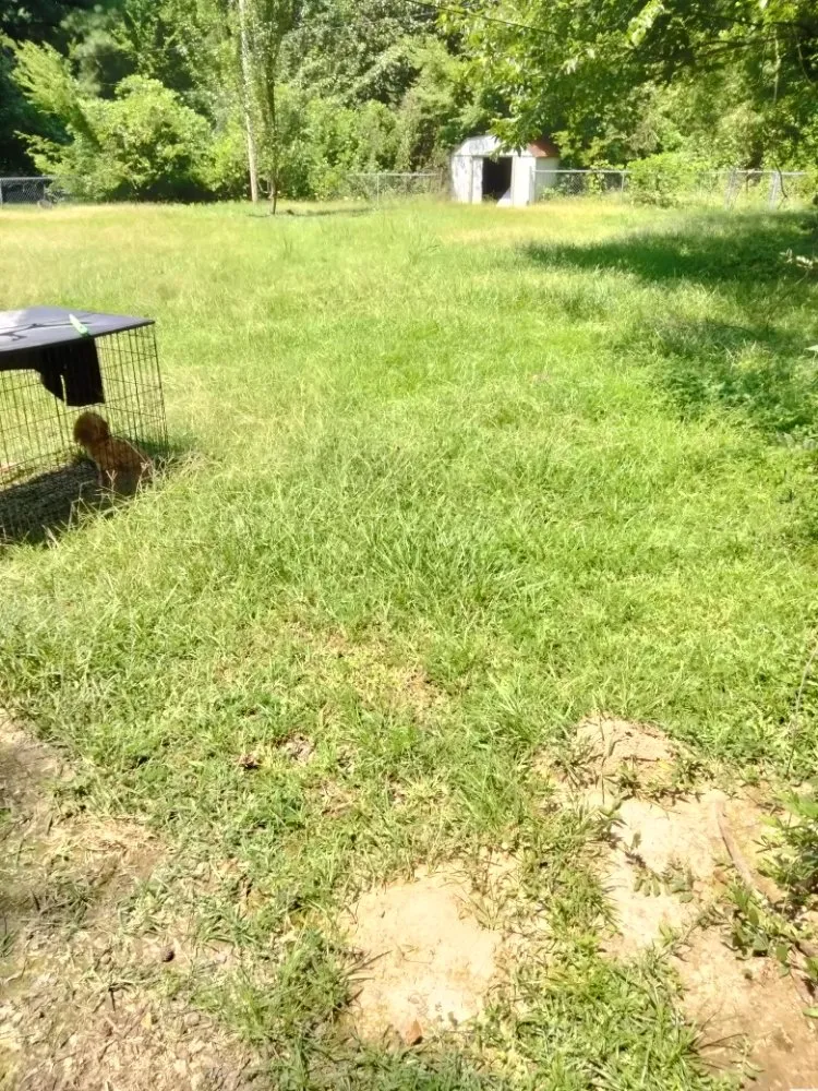 Affordable yard cleanup service experts serving Jackson, MS - Johnny Lawn Service