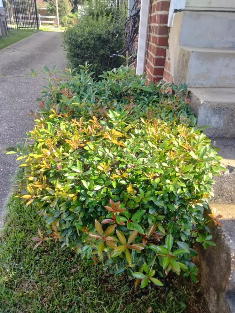 Professional yard cleanup service for residential properties in Jackson, MS by Johnny Lawn Service