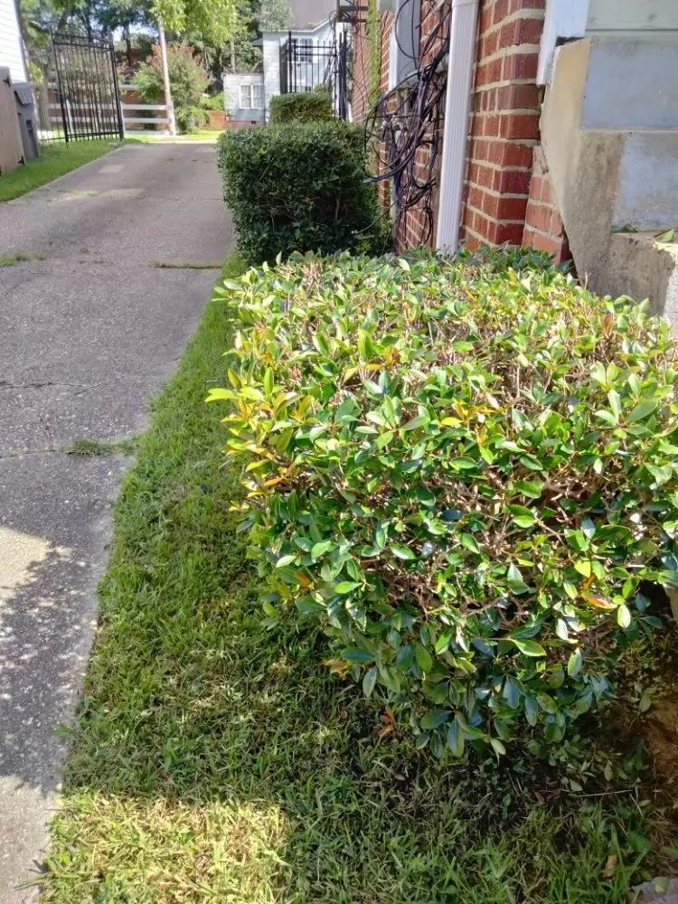 Custom yard maintenance experts serving Jackson, MS - Johnny Lawn Service