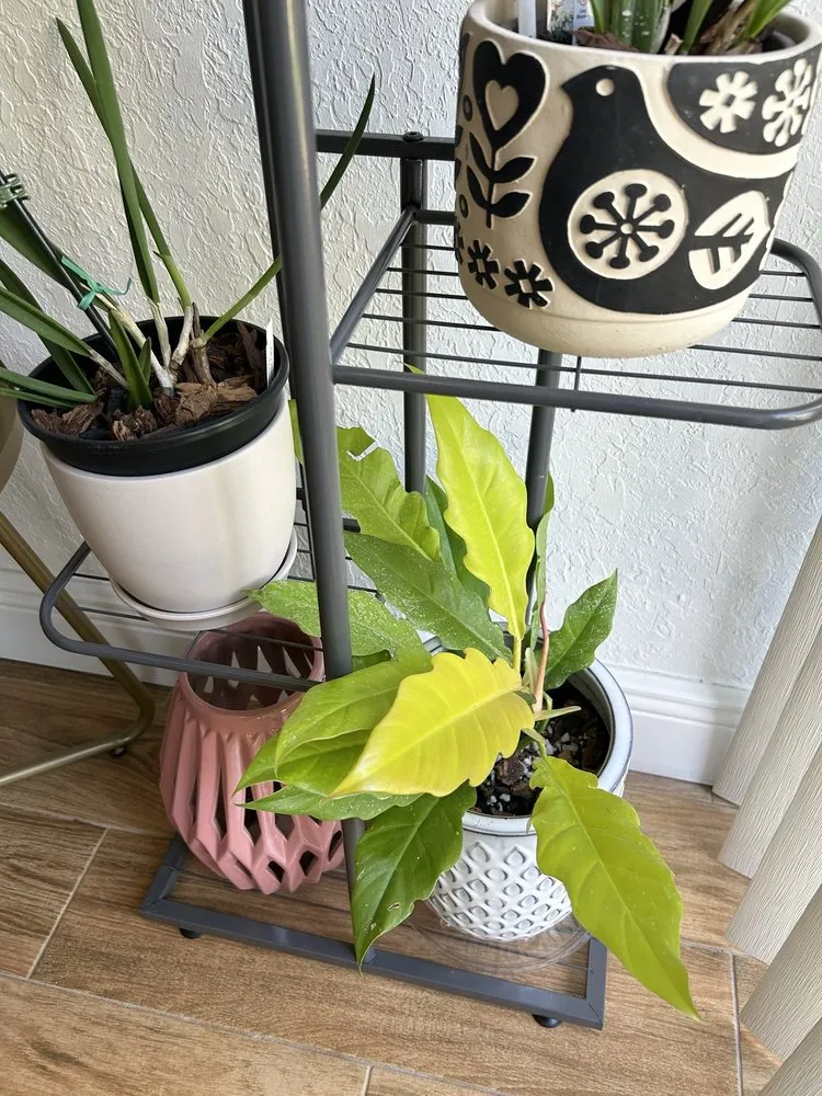 Professional yard cleanup service experts serving Delray Beach, FL - Johnny Mangos Garden Center