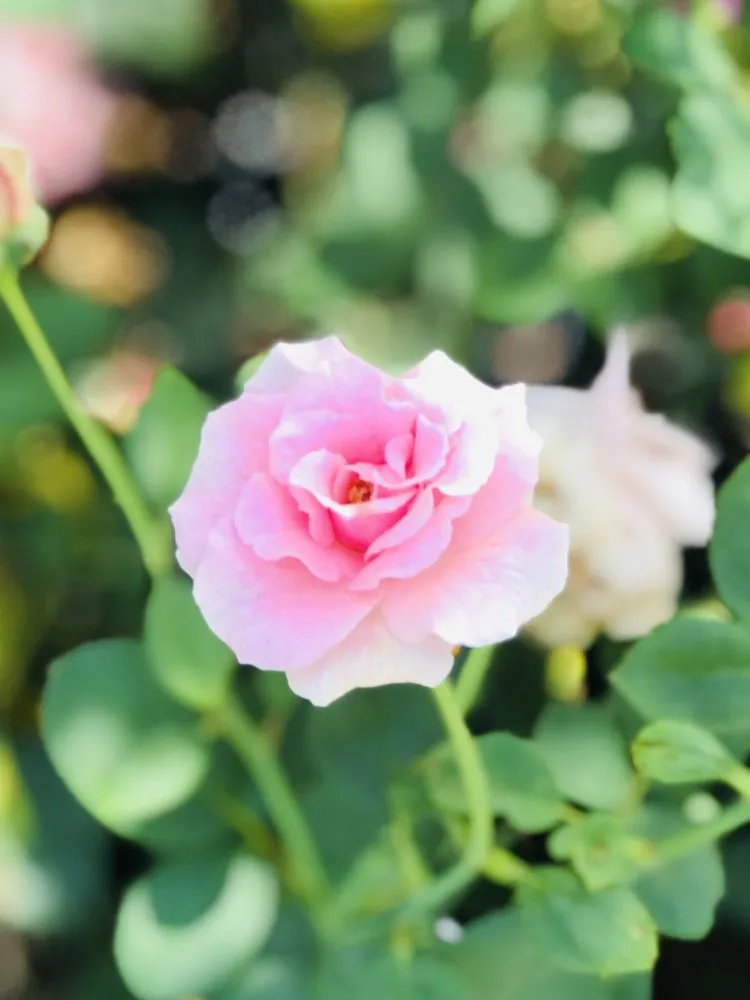 Custom lawn care service in Delray Beach, FL - Johnny Mangos Garden Center