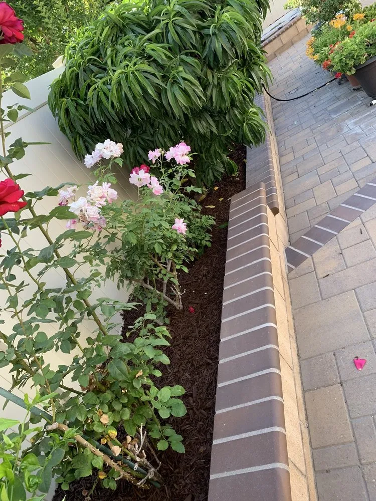Expert yard maintenance in Chino, CA by Johnny Olivas Gardening