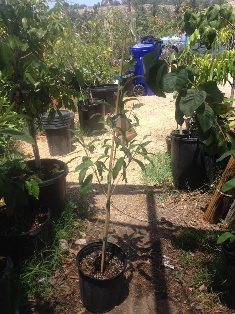 Affordable lawn mowing service experts serving San Diego, CA - Johnny On The Spot Gardening Service