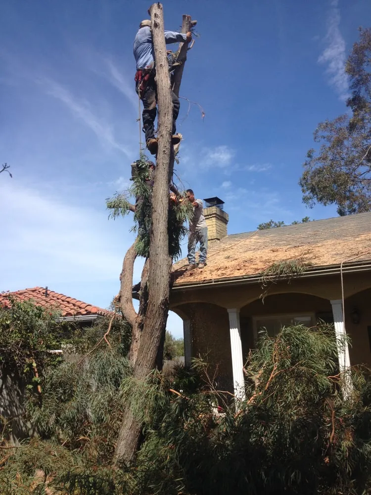 Local lawn care service experts serving San Diego, CA - Johnny On The Spot Gardening Service