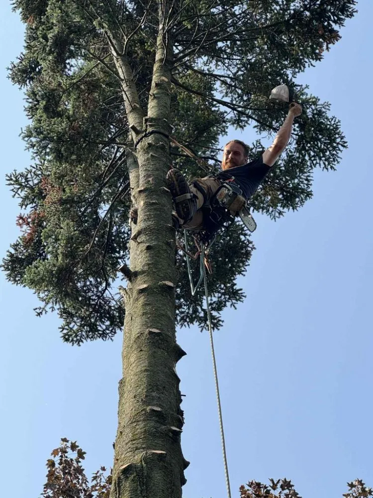 Expert yard cleanup service for beautiful yards in Livonia, MI by Johnny Redbones Tree Service