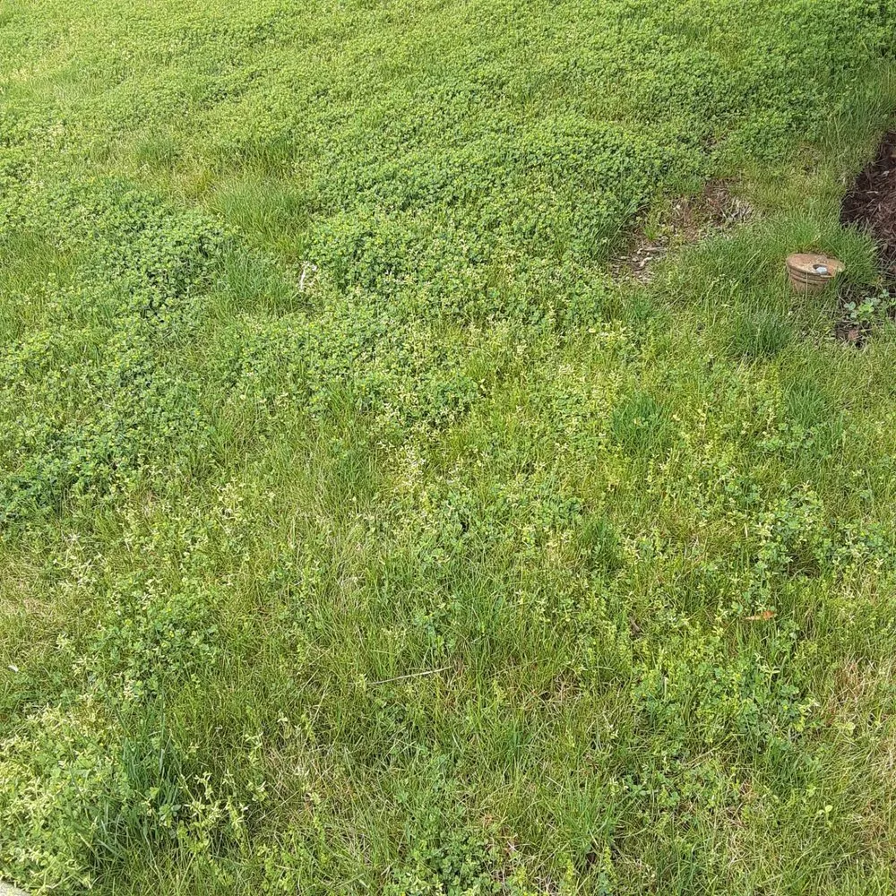 Top-rated lawn care service in Imperial, PA by Johnny's Landscaping