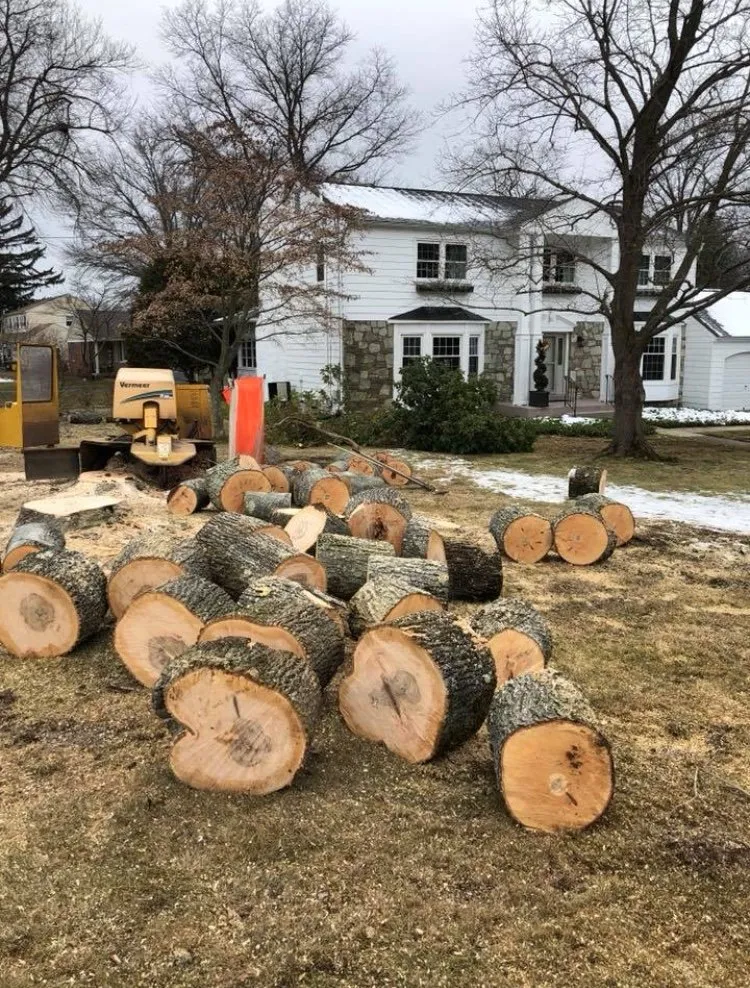 Expert yard maintenance in Lumberton, NJ by Johnny's Stump Grinding
