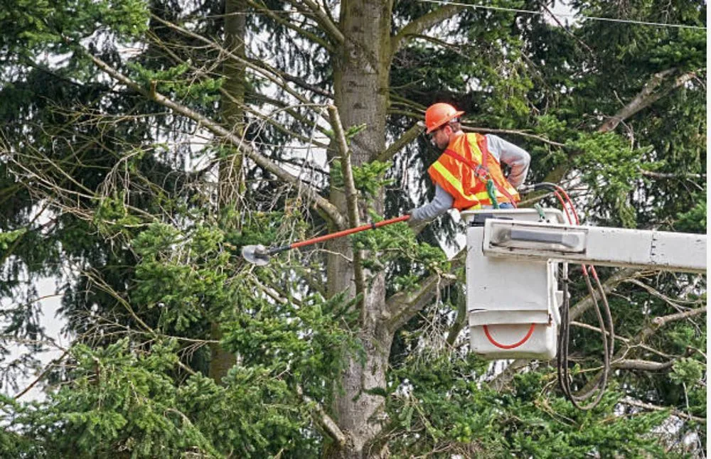 Custom yard maintenance in Buford, GA - Johnnys Tree Service