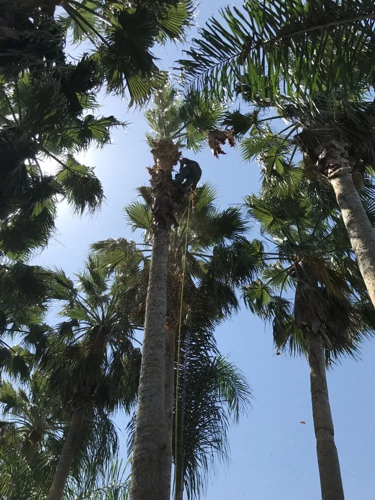 Professional lawn mowing service in Corpus Christi, TX by Johnnys Tree Service